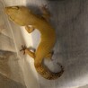 ハイポタンジェリン サムネイル2