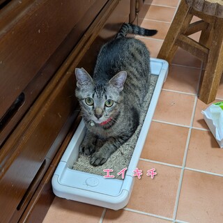 保護猫カフェにて修行中！猫どうし仲よくできる子です