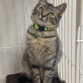 キジトラ中毛　ほしくん　4ヶ月半の男の子