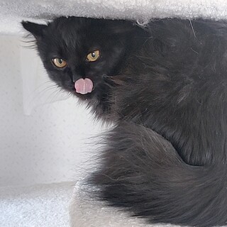 歯が生え変わったばっかり、ほらぴっかぴか！！