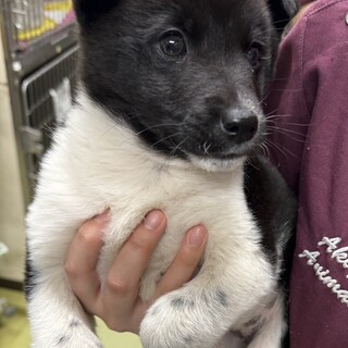 2ヶ月の雑種の女の子　ふうちゃん