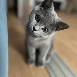 元気いっぱい0歳ブリティッシュ女の子