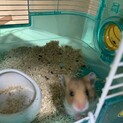 ｺﾞｰﾙﾃﾞﾝﾊﾑｽﾀｰの赤ちゃん