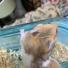 ｺﾞｰﾙﾃﾞﾝﾊﾑｽﾀｰの赤ちゃん サムネイル2