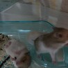 ｺﾞｰﾙﾃﾞﾝﾊﾑｽﾀｰの赤ちゃん サムネイル3
