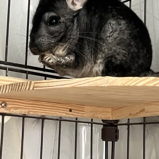 チンチラ　オス　ブラック寄りグレー