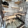 チンチラ　オス　ブラック寄りグレー サムネイル2