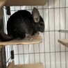 チンチラ　オス　ブラック寄りグレー サムネイル3