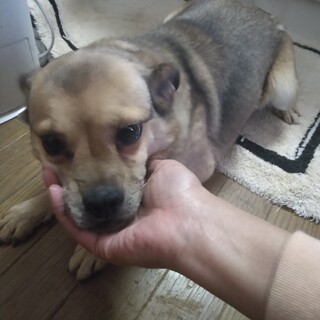 超小顔コギーmix、ニコちゃん