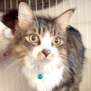 豪華な長毛ノルウェージャン　4才男の子