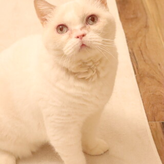 まんまるボディが魅力的！サブリナちゃん