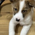 甘えん坊ちゃん女の子　はな(仮)