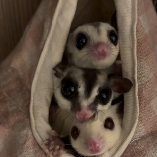 フクロモモンガ