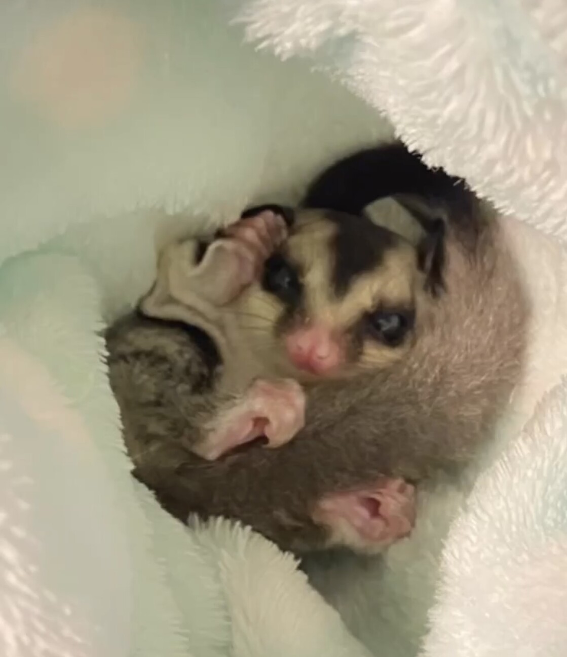 フクロモモンガ サムネイル2