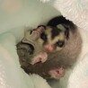 フクロモモンガ サムネイル2