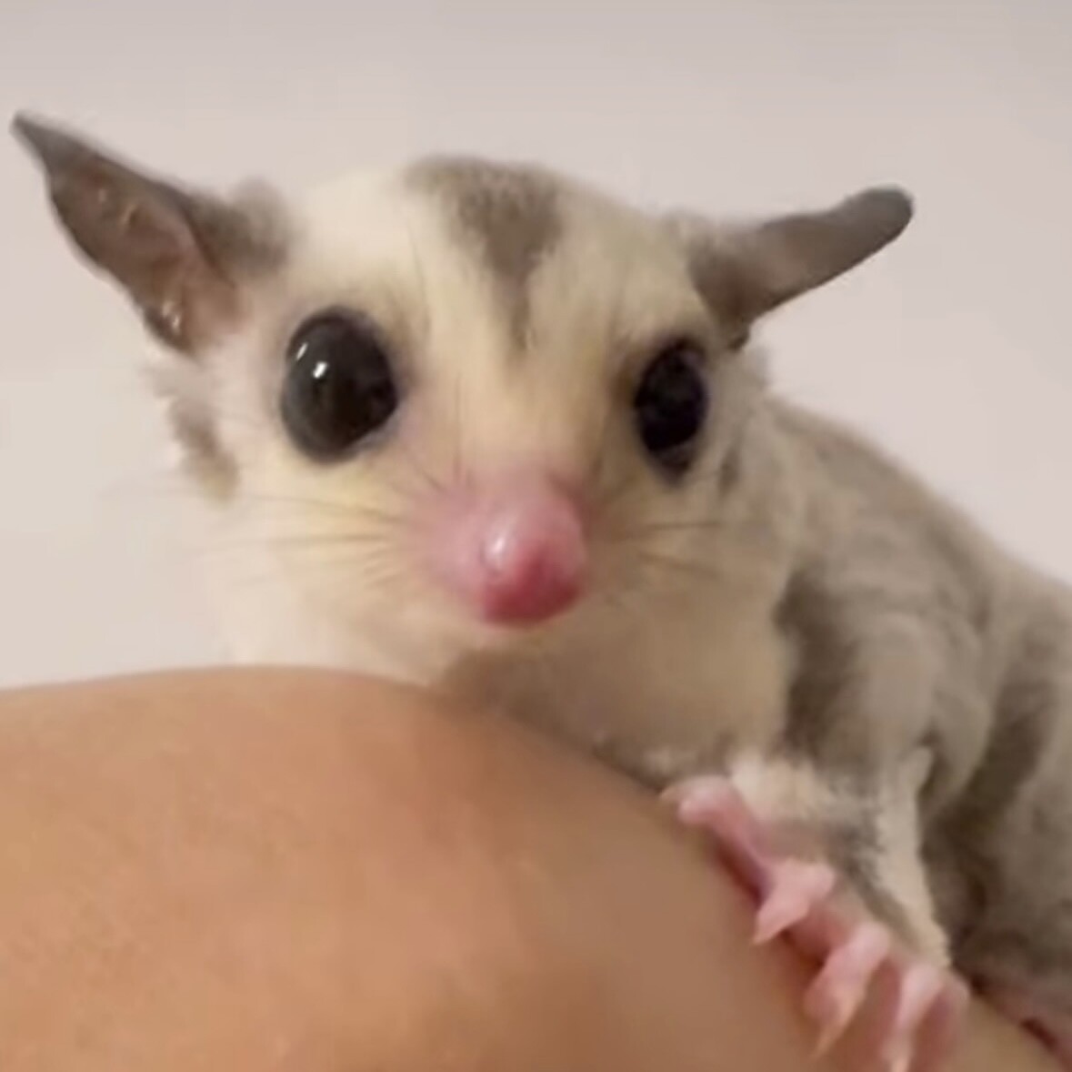 フクロモモンガ サムネイル3