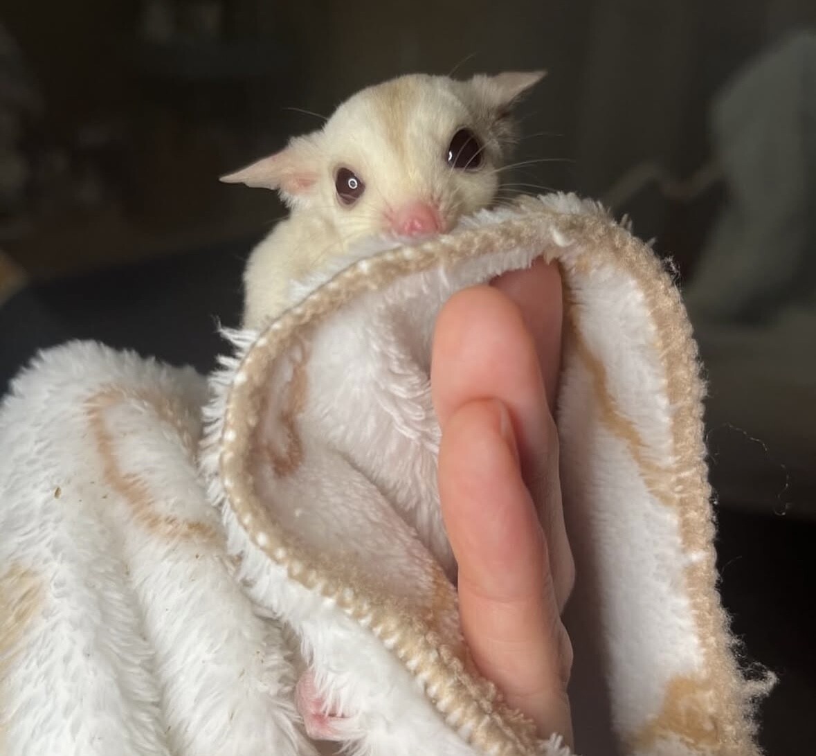 フクロモモンガ サムネイル4