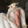 フクロモモンガ サムネイル4