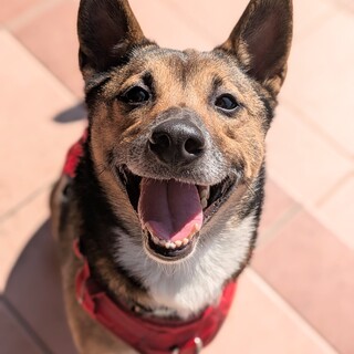 人懐こくパワフルな男の子、ファン君♪