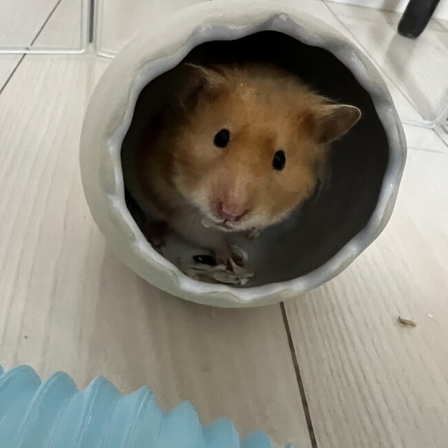 えのっこのカバー写真