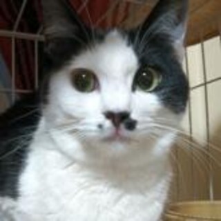 人懐っこい黒白ハチワレ女子１歳一匹飼いに