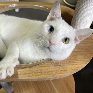 【白猫の男の子】オッドアイ