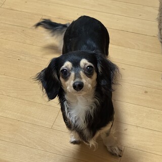 チワックスの女の子の里親募集しております