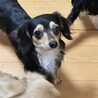 チワックスの女の子の里親募集しております サムネイル2