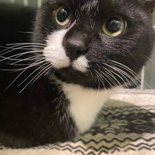 甘えん坊な男の子　エクレール