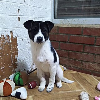 保健所救出犬！里親様緊急募集！！