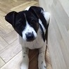 保健所救出犬！里親様緊急募集！！ サムネイル3