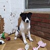保健所救出犬！里親様緊急募集！！ サムネイル5