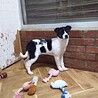 保健所救出犬！里親様緊急募集！！ サムネイル6