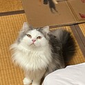 やむを得ない事情により譲渡します