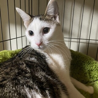 優しい性格でとても大人しいキジシロ