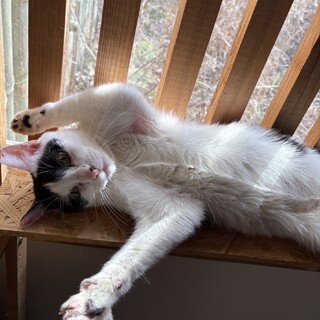 ありがとうございました★甘えん坊のパッソちゃん