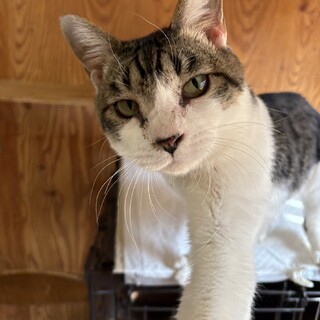 ありがとうございました★ 可愛い雉白サニーくん