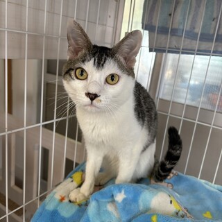 ありがとうございました★穏やかな雉白スイフトくん