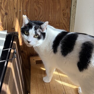 ぷっくり可愛い　デイズくん