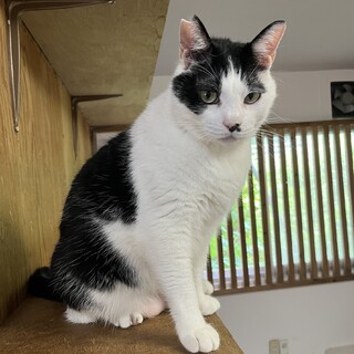 ぷっくりちゃんの　トールくん