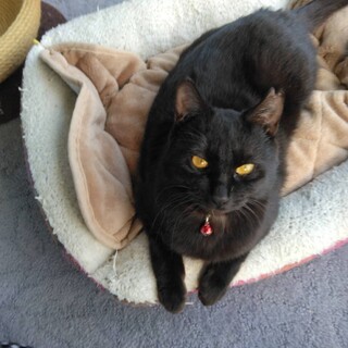 ありがとうございました★可愛らしい黒猫ちゃん