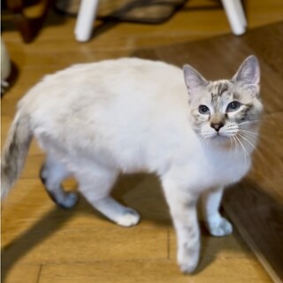 ブルーアイ★猫じゃらし大好きコロンちゃん★