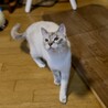ブルーアイ★猫じゃらし大好きコロンちゃん★ サムネイル2