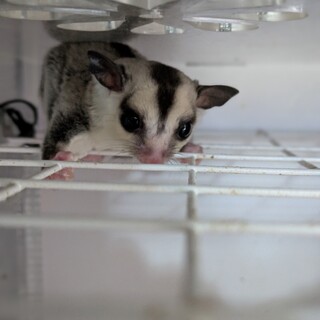 フクロモモンガ