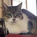 落ち着いたお母さん猫！単身者・高齢者応募可！