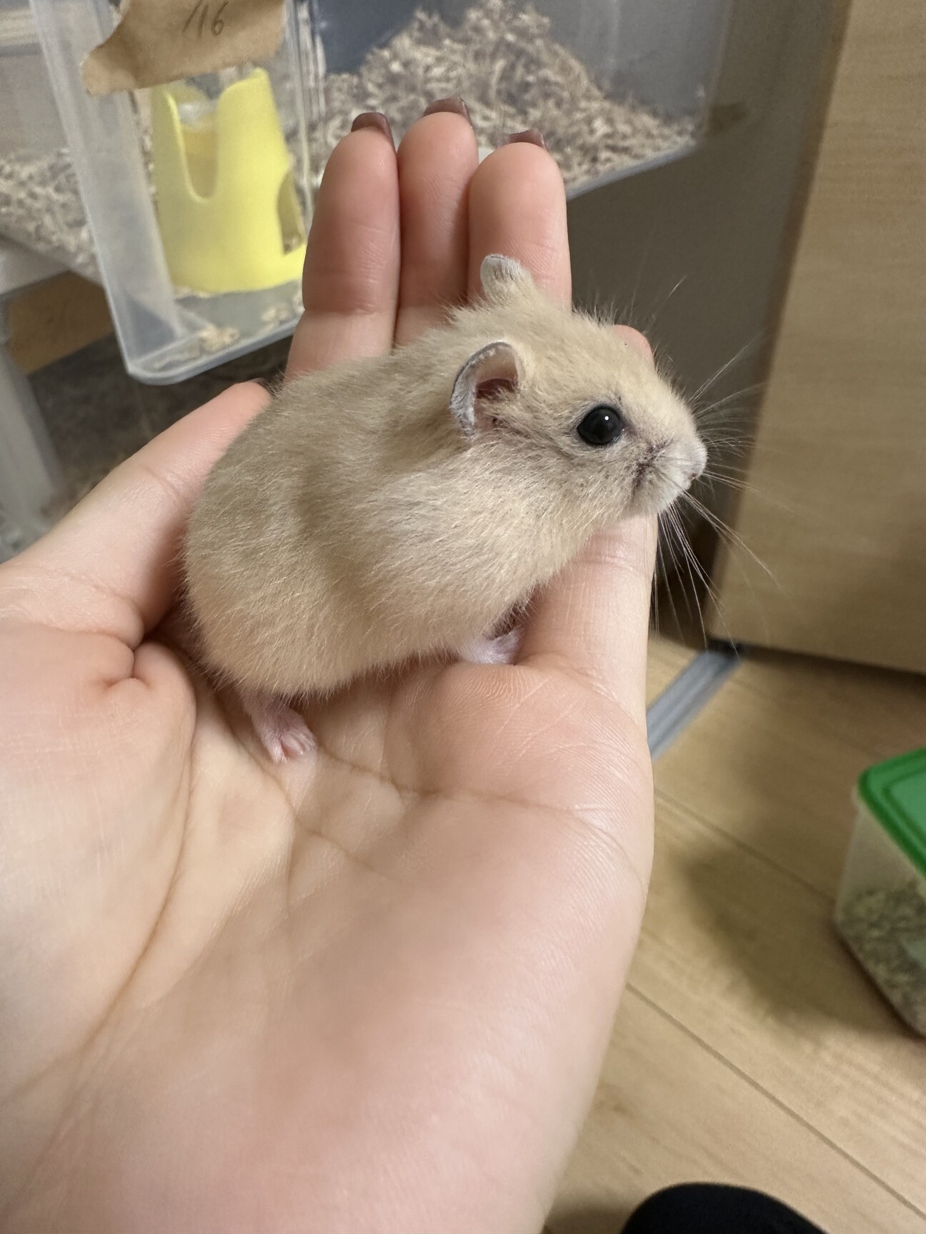 ジャンガリアンハムスター」神奈川県 - 小動物の里親募集(511750) 1