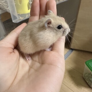 ジャンガリアンハムスター／ベビー／オス