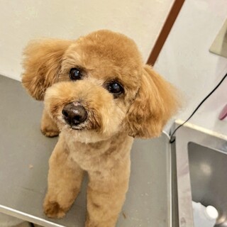 人懐っこくてフレンドリーなトイプードル『コロくん』