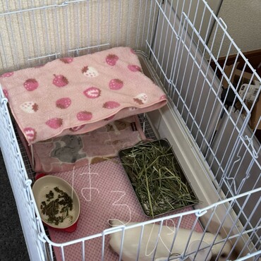女の子のようなお部屋ですがオスモルくんです