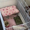 女の子のようなお部屋ですがオスモルくんです